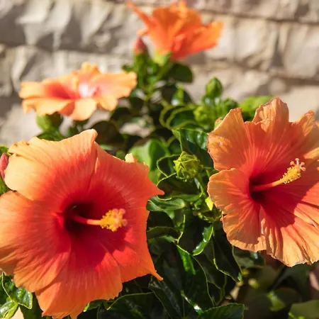 Panorama * Katávolos