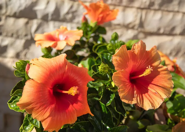 Panorama * Katávolos